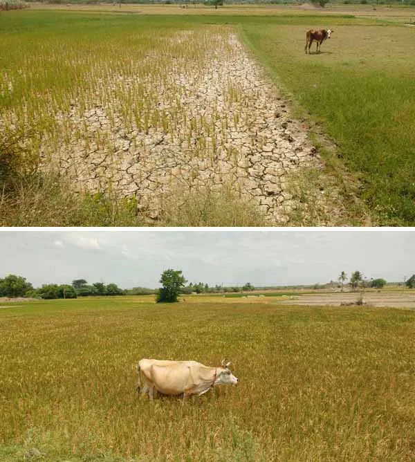 cow